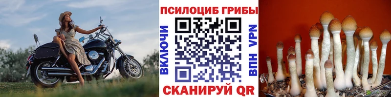продажа наркотиков  Магнитогорск  Псилоцибиновые грибы GOLDEN TEACHER 